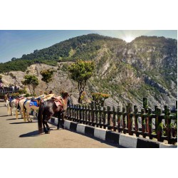 WISATA KUDA WISATA KUDA